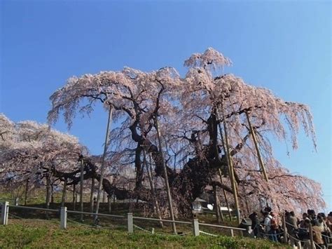 子孫樹|必見！1度は見ておきたい 日本三大桜